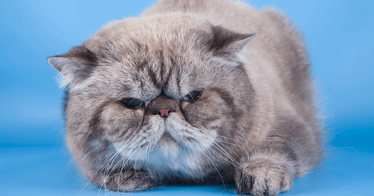 Cat-Behaviour.png Introduction to Cat Behaviour Certification - Image 1