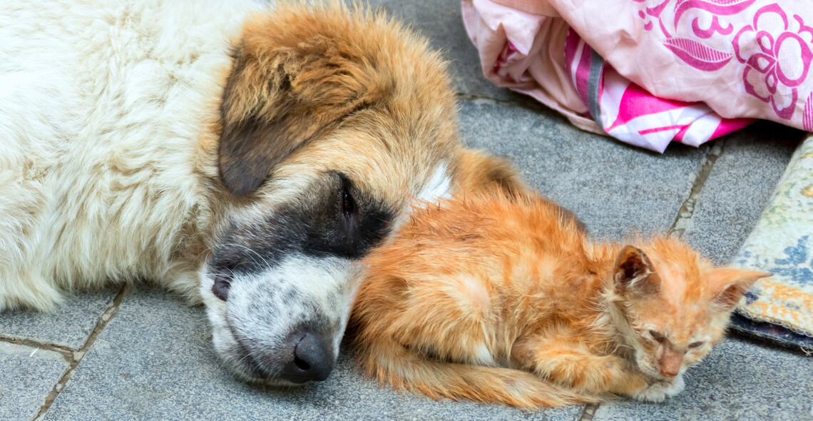 shutterstock_400414492-1stray_feral.jpg Stray and Feral Welfare Management Certification - Image 1